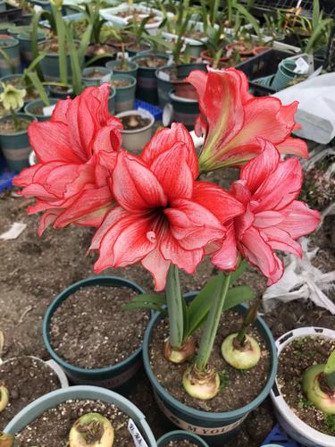 鬼魅南非朱顶红球根花卉包对版