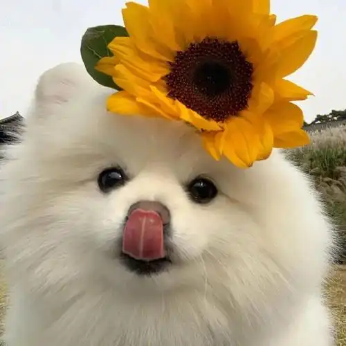 头像萌宠可可爱爱小博美