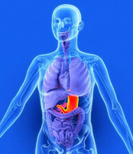 图形,合成,模型,身体,人体,电脑合成图,数码合成图,生物学,人体器官