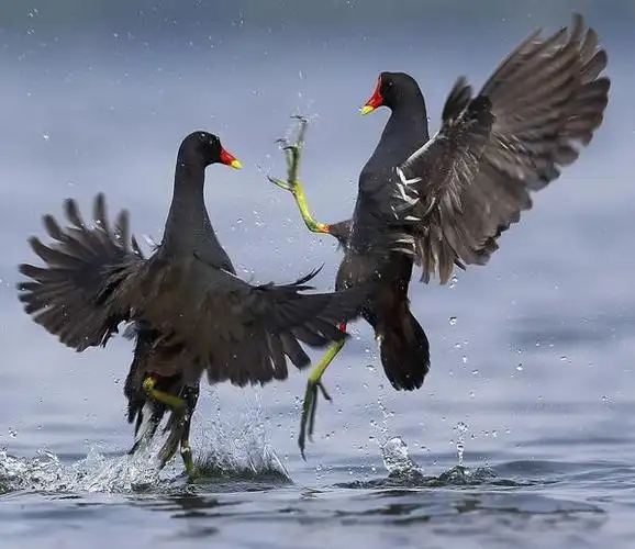 正在播放:黑水鸡,16888黑水鸡叫声试听