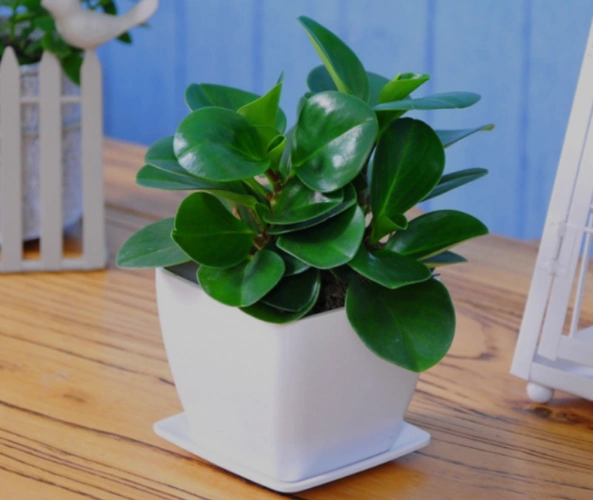办公桌上放这几种植物既美观又健康哦!