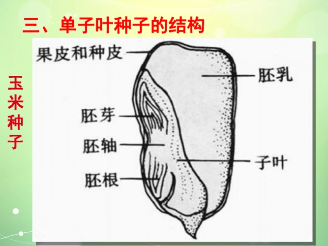 第三单元植物的生活复习89张ppt