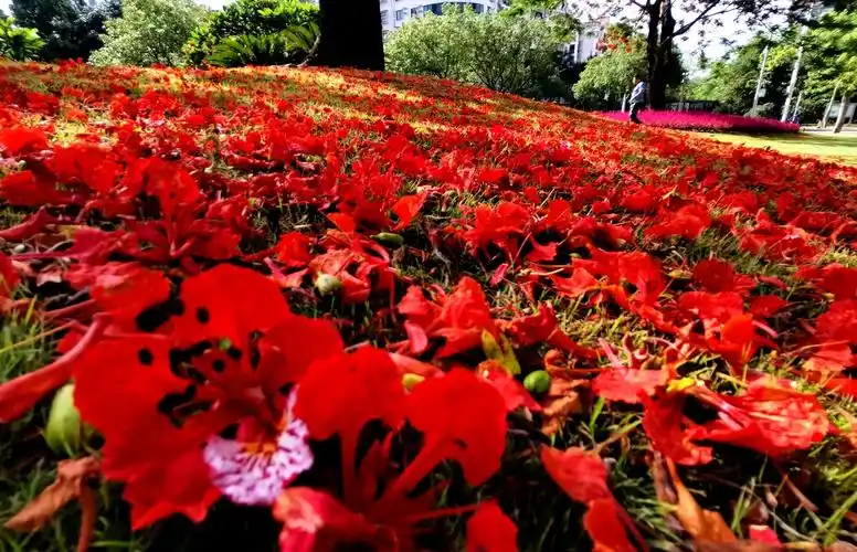 梅华城市花园内,红彤彤的凤凰花瓣撒满地面,像是铺上了红地毯.