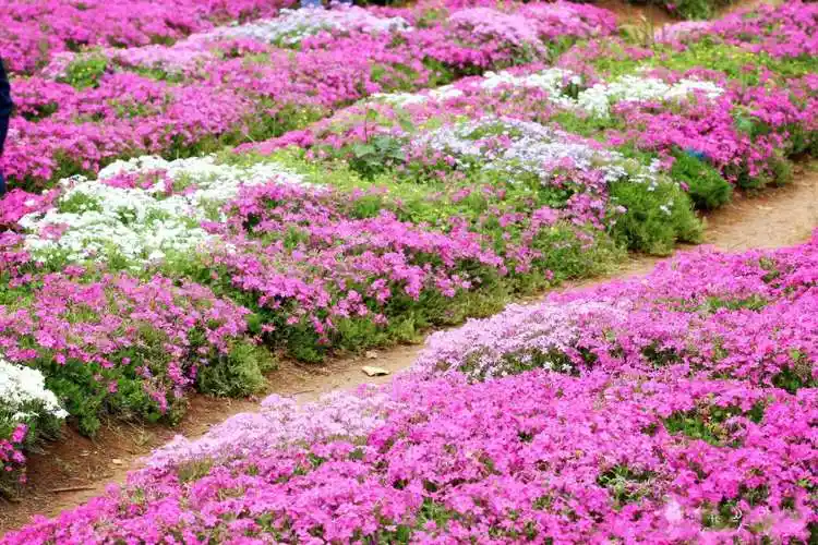 邂逅芝樱,壮观绚丽!