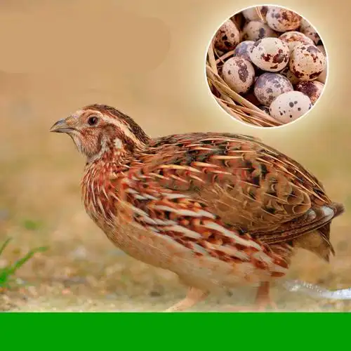 鹌鹑活苗活物青年下蛋大鹌鹑鸟活体散养手养成年鹌鹑鸟公母 青年鹌鹑4