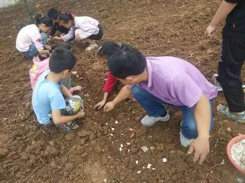 种蒜 体验成就人生一一淅川县老城镇石沟小学劳动实践教育