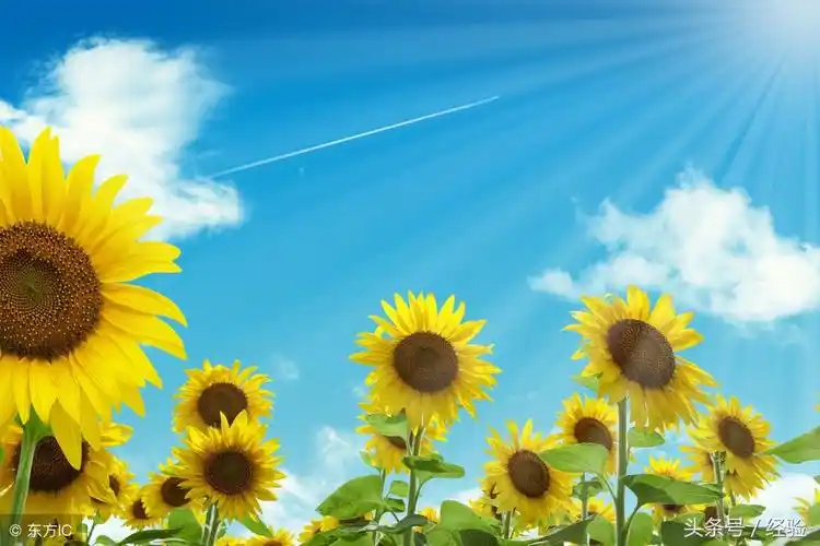 向日葵为什么向着太阳?