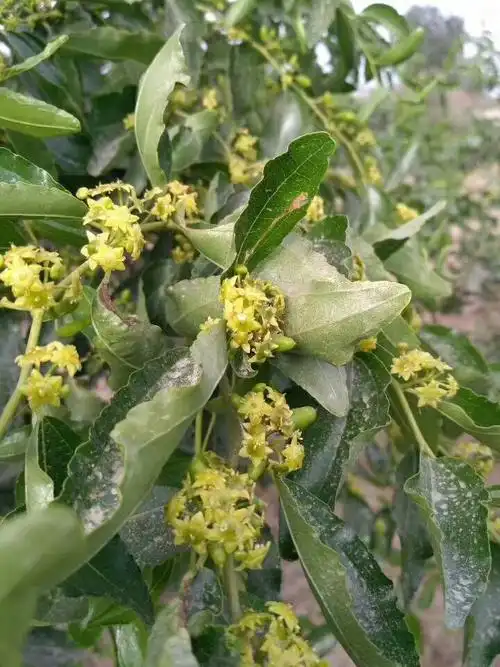 新疆大枣开花期