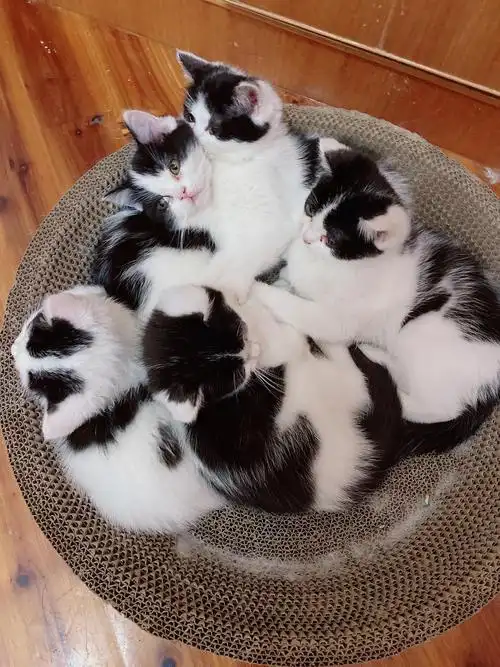 【卖】【福州】【奶牛猫】【4只/公】【2个月】