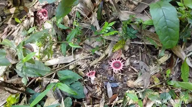 这种蘑菇非常珍稀,颜色妖艳,叫红星头鬼笔