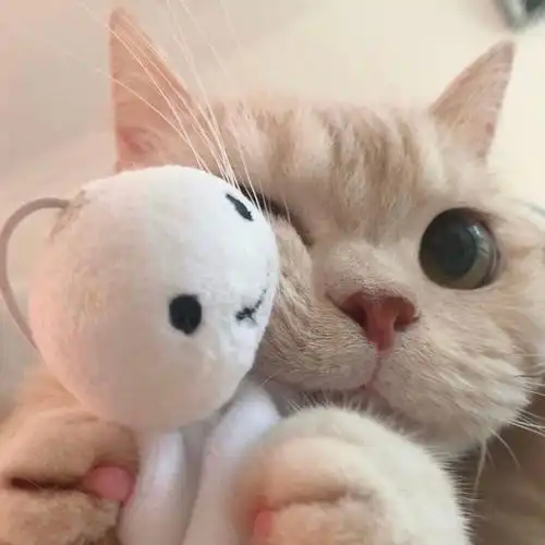 太可爱了,小橘猫～ |猫猫头像|可爱头像|… - 高清图片,堆糖,美图壁纸