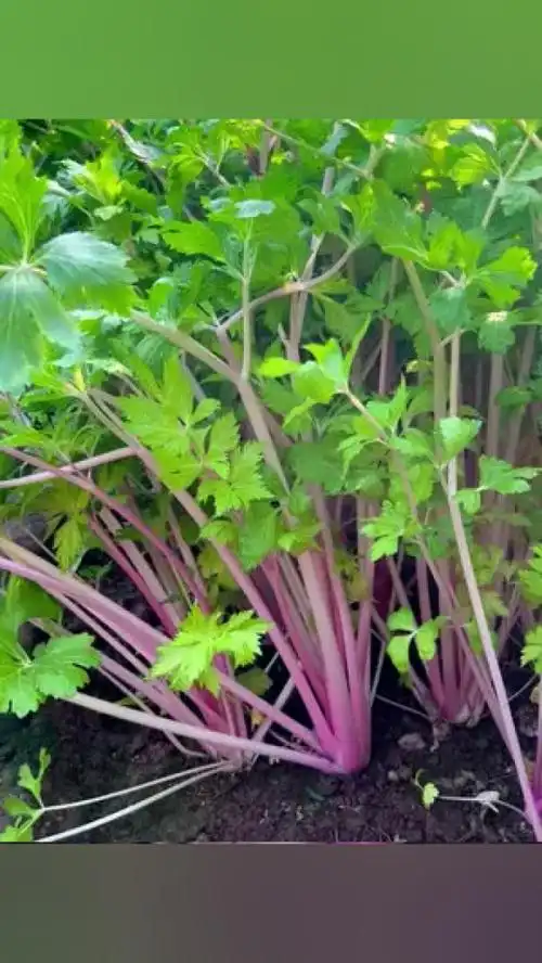 红芹营养更丰富,口感更好吃#家庭种菜 #蔬菜种子 #红芹菜