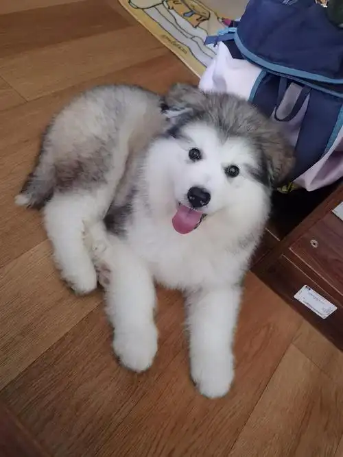 阿拉斯加幼犬出售,坐标广州