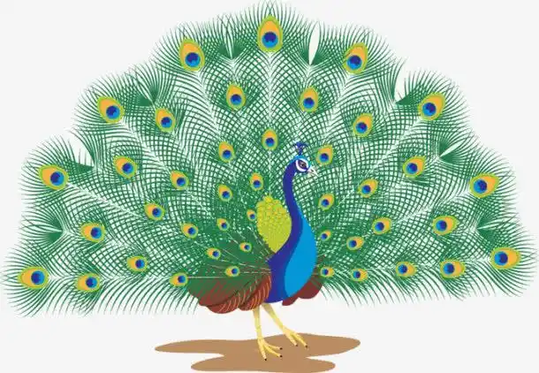 关键词 : 动物鸟,动物园,孔雀开屏