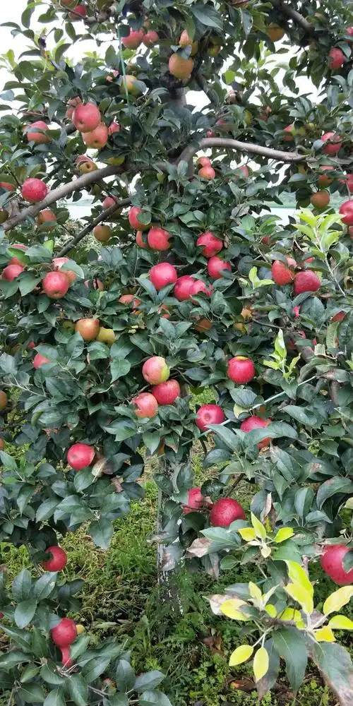 苹果树修剪时,遇到这几种"特殊情况"如何解决?