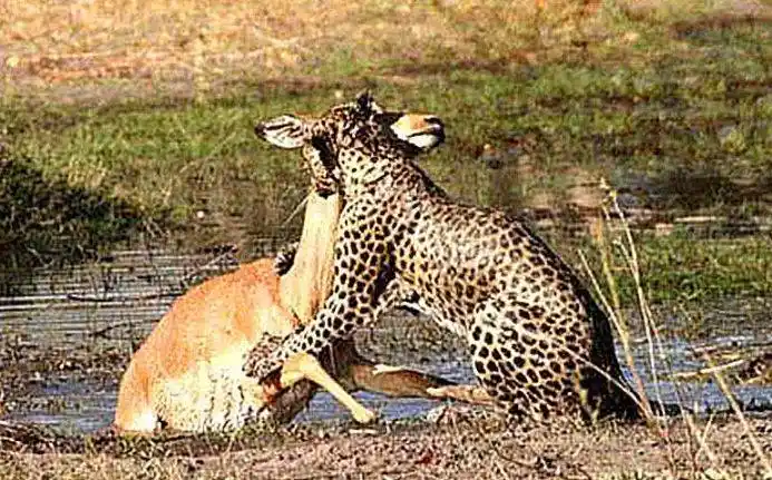 花豹捕食羚羊,刚想吃却被鳄鱼抢食,"螳螂捕蝉黄雀在后"_力气_动物_一