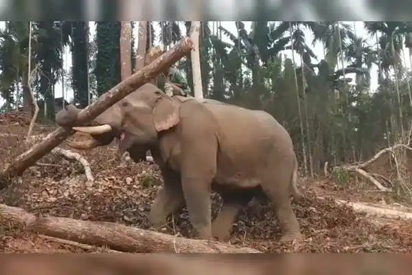 聪明的大象将500斤重的木头运到卡车上工作时卖力又负责