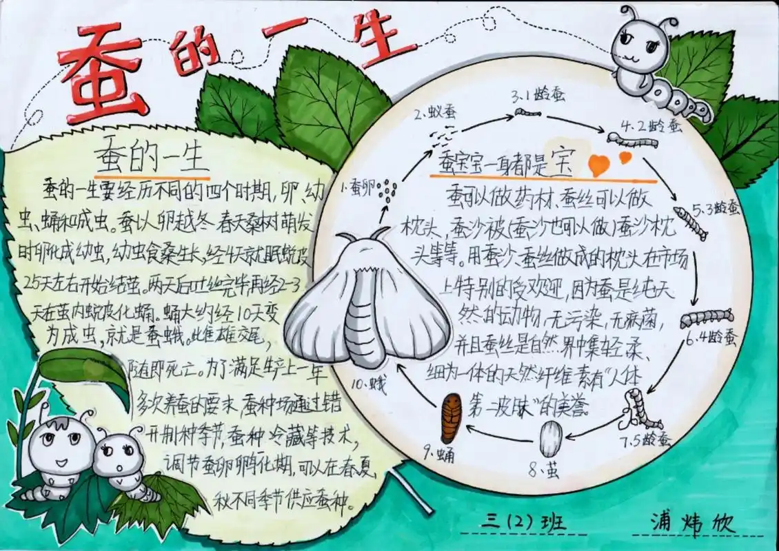 蚕手抄报 科学手抄报 文字是女儿写的,3-4年级的时候做的.