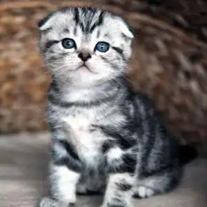 【苏格兰折耳猫虎斑】苏格兰折耳猫虎斑品牌,价格 - 阿里巴巴