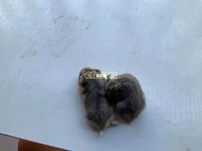 呜呜呜,图片中左边的仓鼠死了01是个男孩子,叫布丁,呜呜呜是我那