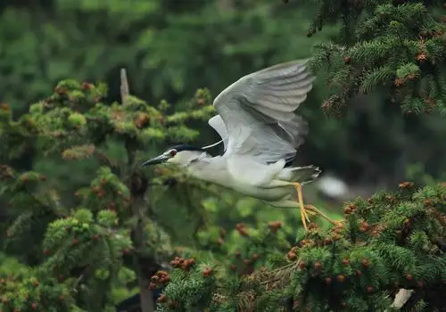 夜鹭(自由飞翔)
