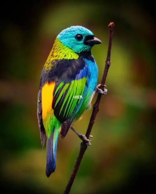 有着6种不同颜色羽毛的绿头唐加拉雀