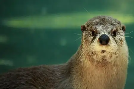 水獭啃倒树木,以便取食物并获得造窝的材料.   【解析】    1.