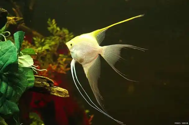 从零开始:如何成功饲养天使鱼