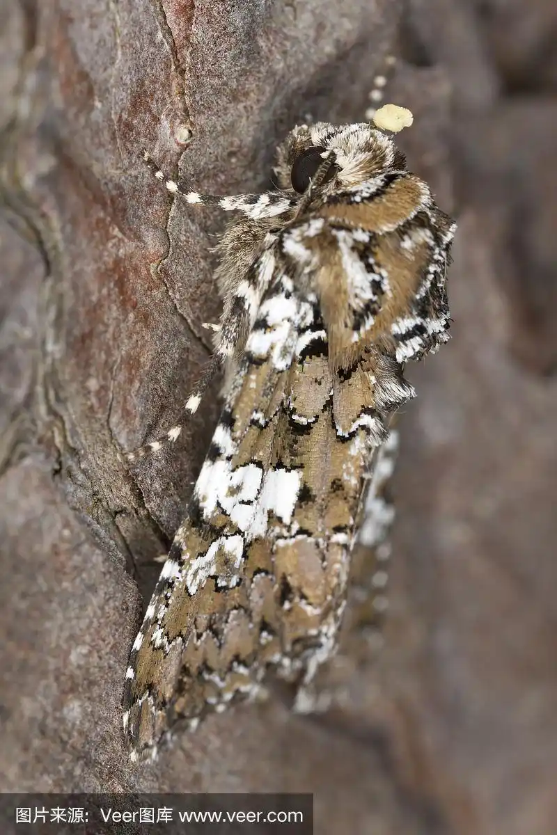 棕蛾坐在树上,微距照片