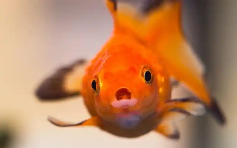 子非鱼 安知鱼之乐