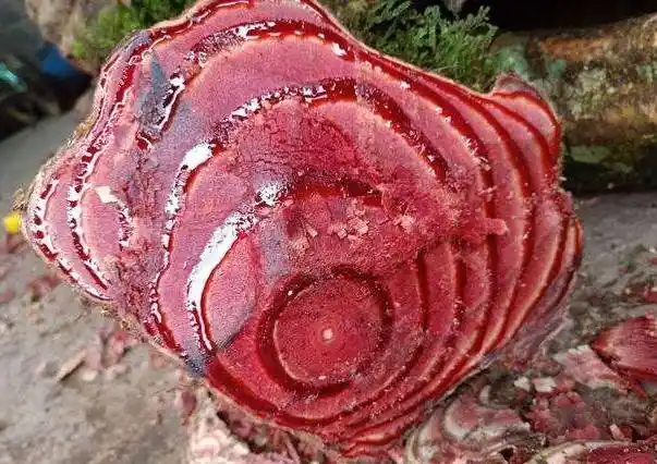 鸡血藤的功效和作用鸡血藤的功效与应用