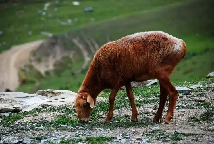 天山明珠隆重推出新疆烤全羊!