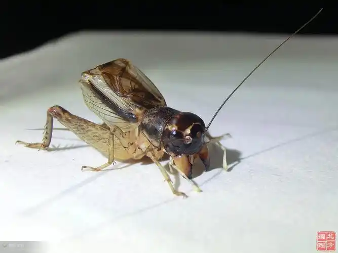 7路夹单之破头批---虫主:阿伟——草紫黄 - 北方蝈蝈网 - 42.jpg