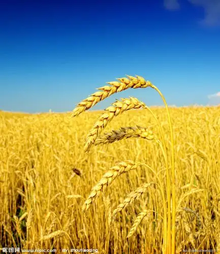 麦穗高清图片[摄影图,jpg]