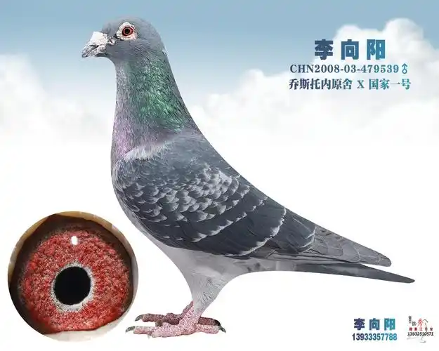 乔斯托内原舍 x 国家一号