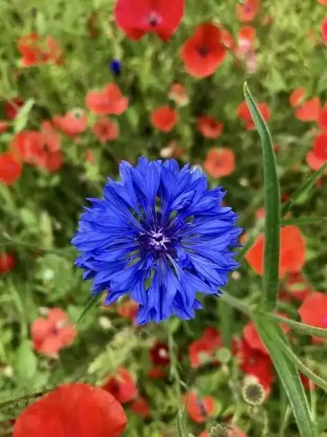 矢车菊(centaurea cyanus l.