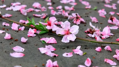 落花(延津美女诗集)