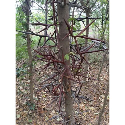 nat)皂角树苗皂角苗规格齐全带土发货现挖现卖皂角刺 皂角树2年苗1-1