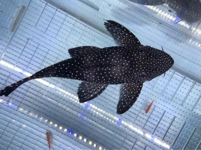 出黑白双星繁殖组