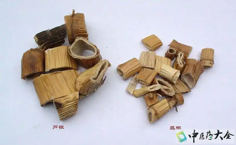 性味甘寒的芦根图片