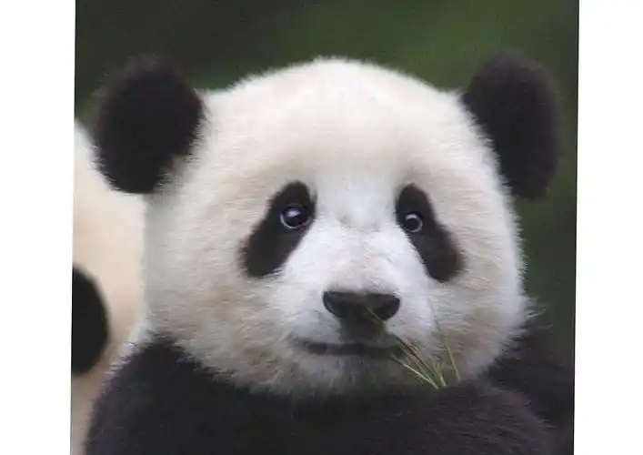 熊猫头