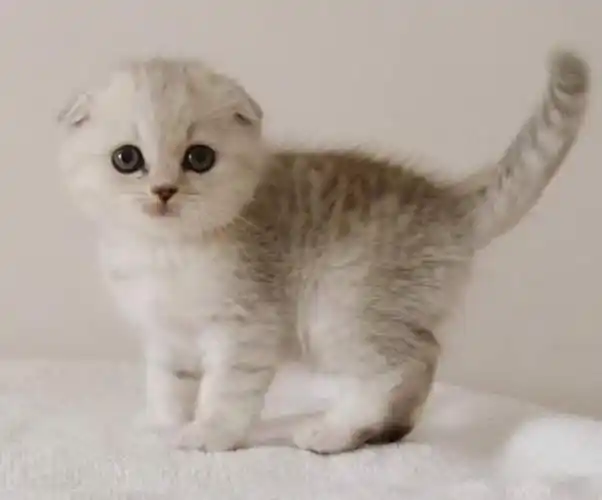 苏格兰折耳猫的优点和缺点,看完你秒懂它!