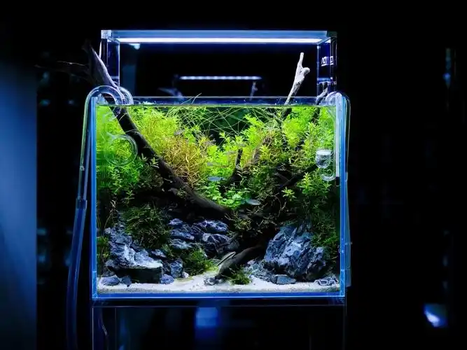 小缸造景典范,总有一款适合你_微景观_鱼缸_草缸_家居家装_家居装饰