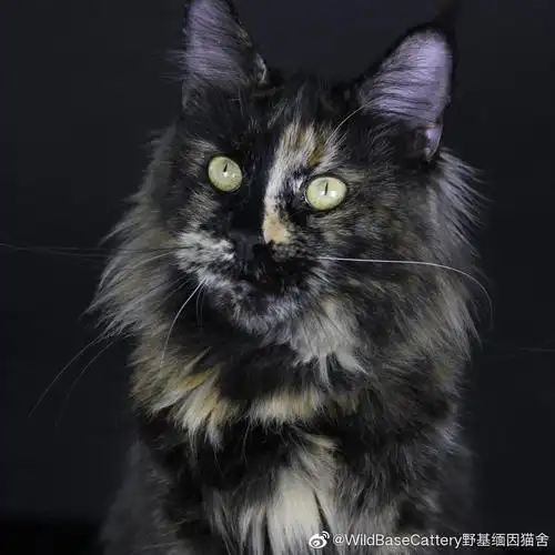 授权分享缅因猫的颜色花纹介绍及图解