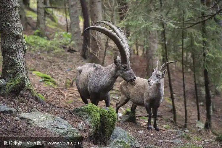 雄性和雌性高山野山羊