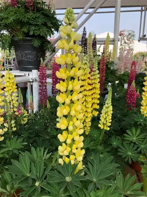 鲁冰花的花语和寓意