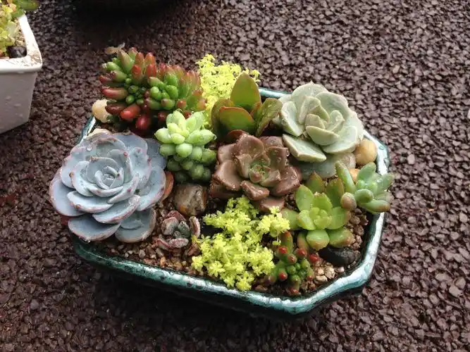 趣玩吧,去玩吧带你组萌萌哒肉肉的组盆