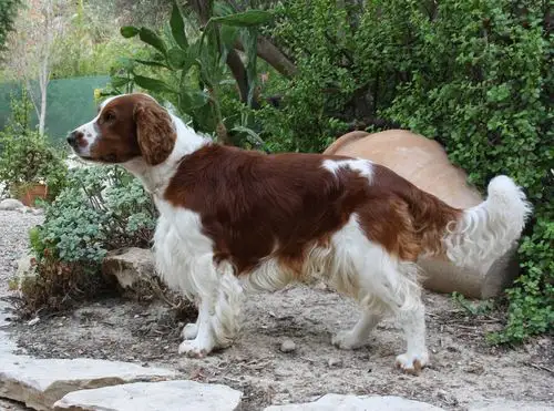 welsh springer spaniel wallpapers