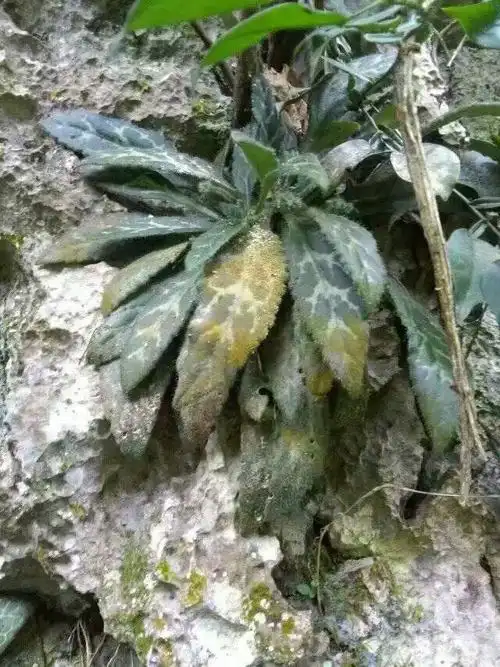 各种苦苣苔照片