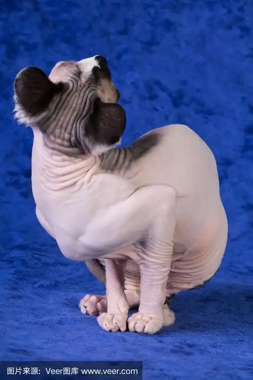 斯芬克斯的猫在蓝色的垂直,向后和向上看